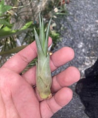 T.Eric Knobloch x T.bulbosa Giant form