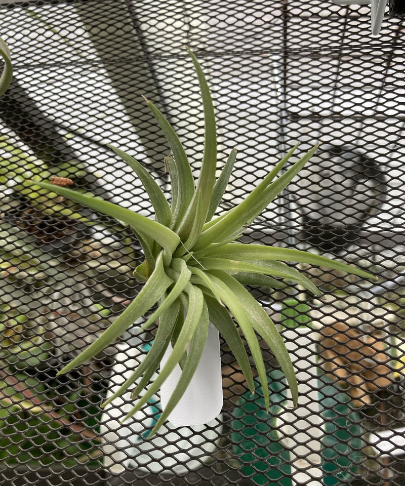 T.ionantha Mad Max | 【Good Field】エアープランツ専門店