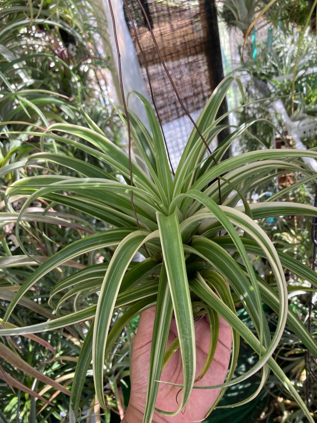 Ꭲ.Deborah Ann | 【Good Field】エアープランツ専門店