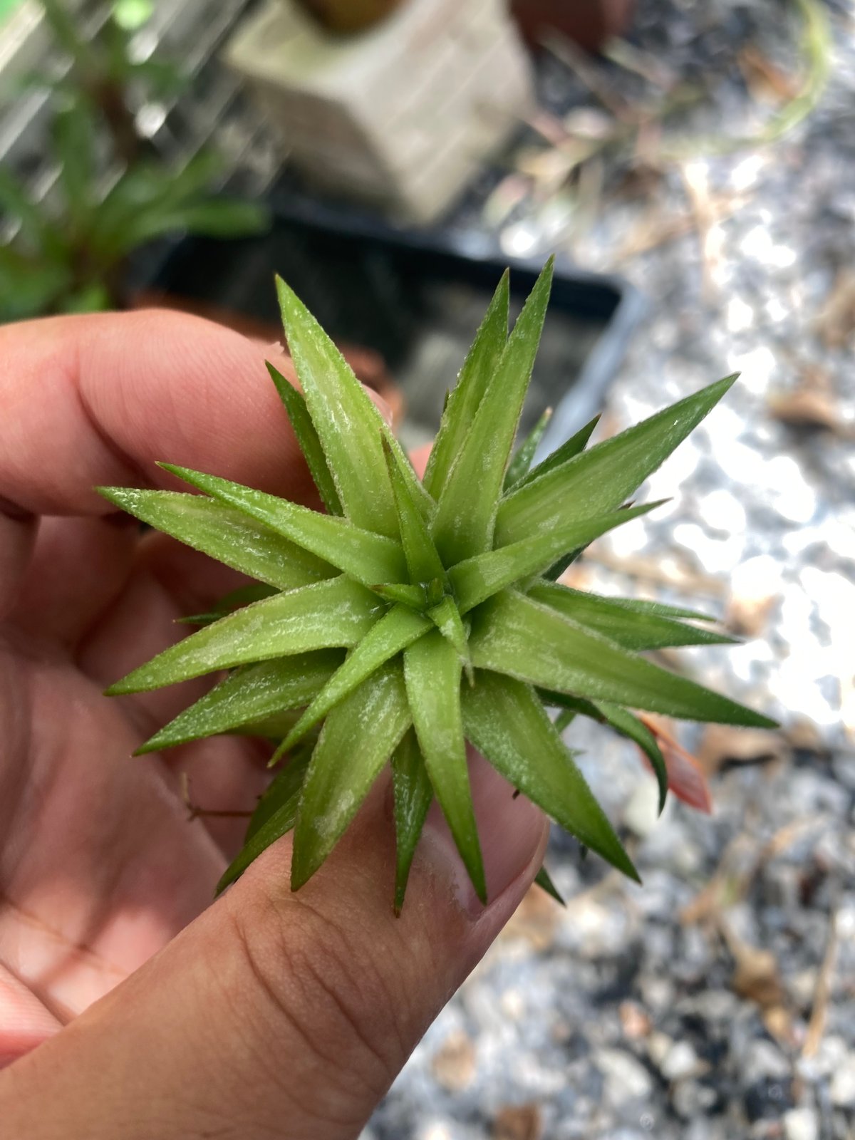 T.ionantha var. vanhyningii Variegated | 【Good