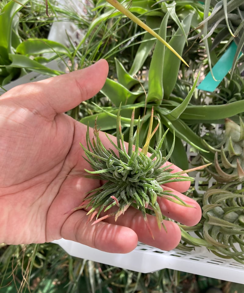 Ꭲ.ionantha Mexico (Crested form) | 【Good Field】