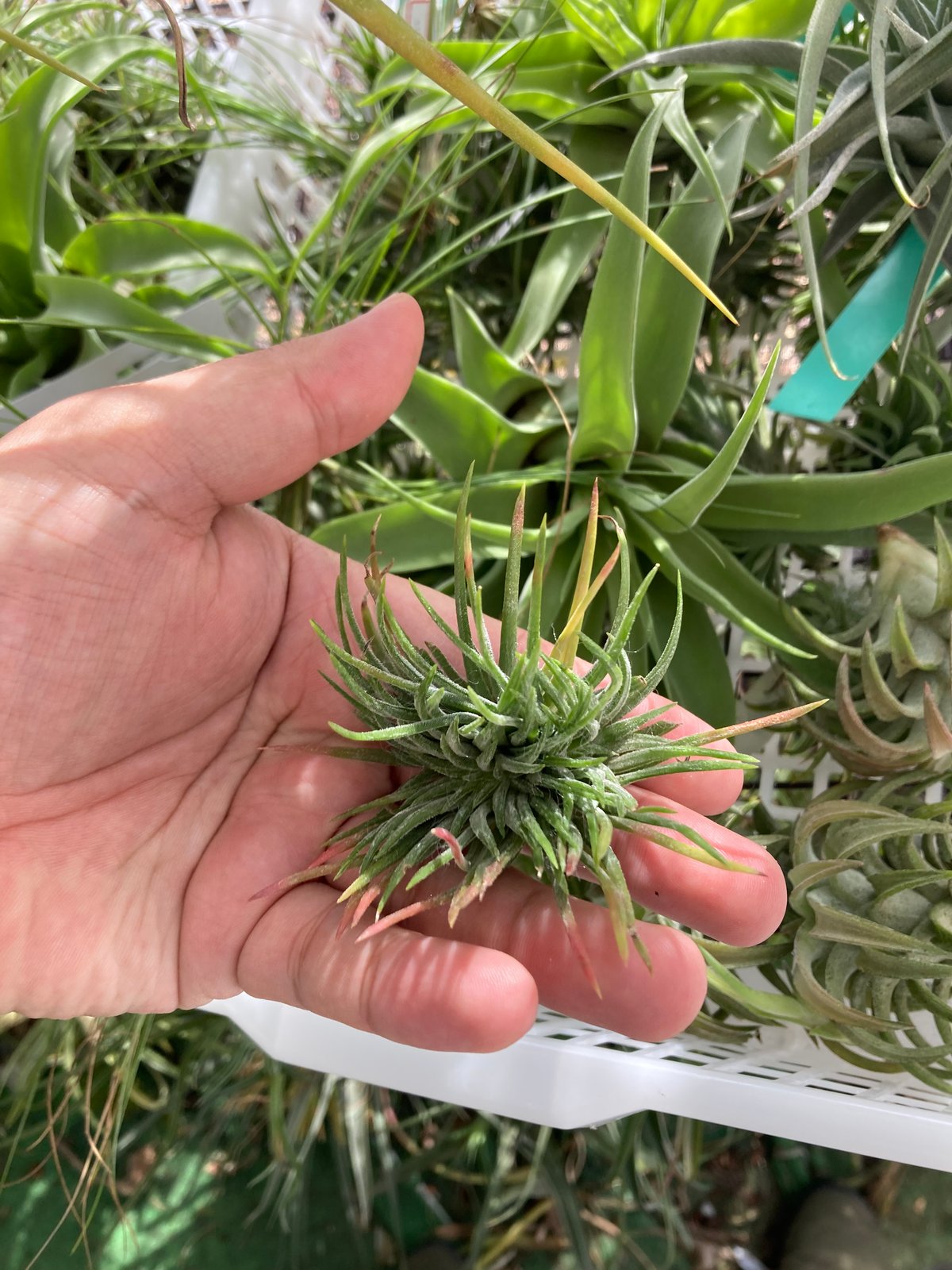 Ꭲ.ionantha Mexico (Crested form) | 【Good Field】