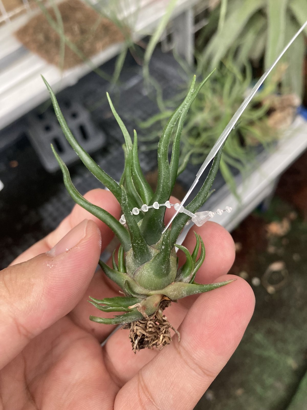 Ꭲ.bulbosa tiny dancer | 【Good Field】エアープランツ専門店