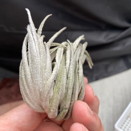 tillandsia | STORES