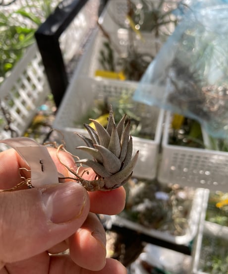 CATEGORY Tillandsia | 【Good Field】エアープランツ専門店