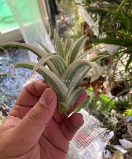 超希少❗️縞模様❗️サイズ特大❗️チランジア ヒルダエ✨ 超希少