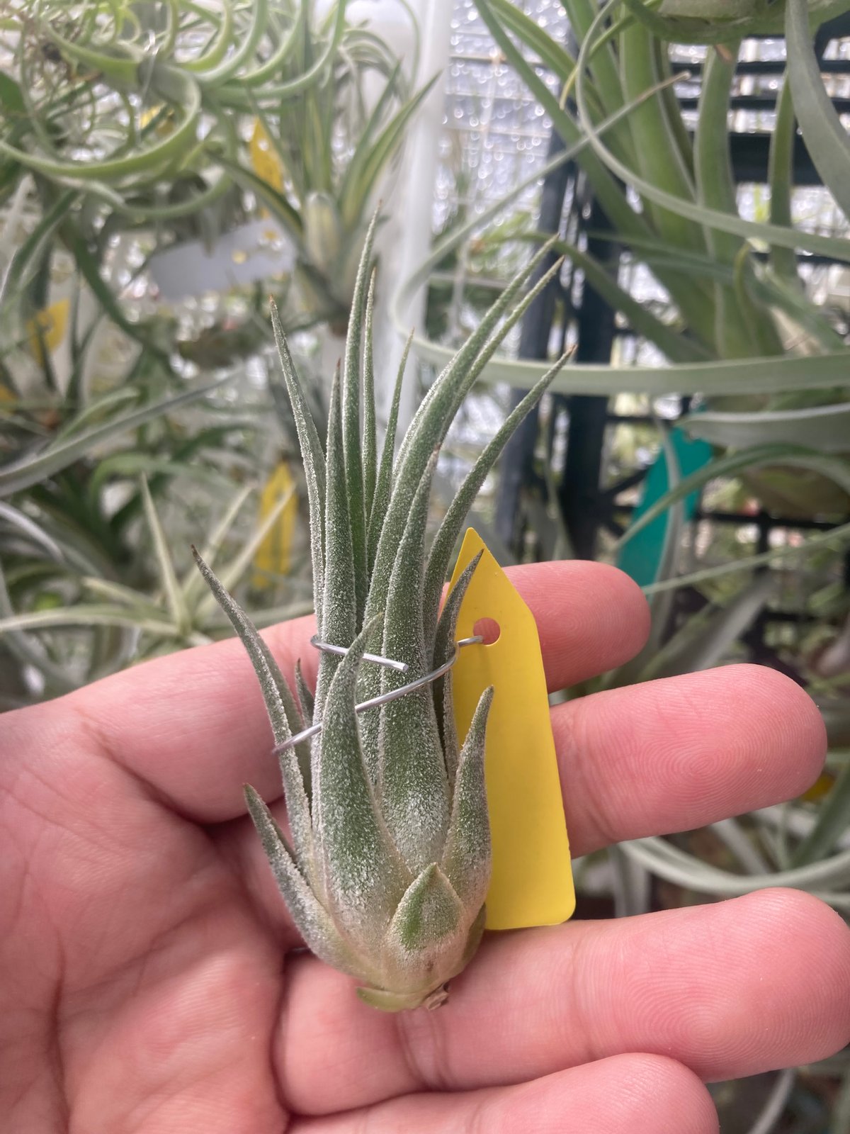 Ꭲ.ehlersiana x Ꭲ.ionantha Apretado | 【Good Fiel