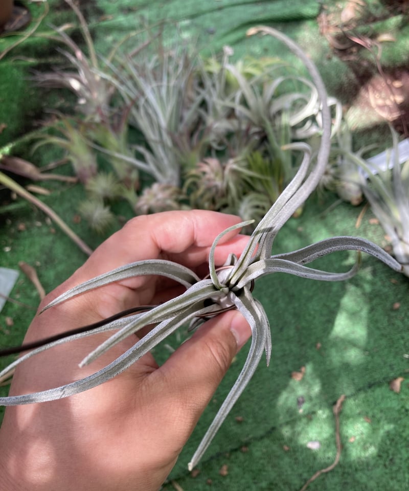 T.Kraken | 【Good Field】エアープランツ専門店