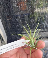 【送料無料】'Kraken'〔エアプランツ〕現品発送T5147 送料無料】'Kraken'〔エアプランツ〕現品発送T5147 送料無料