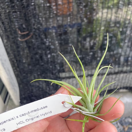 ティランジア | STORES