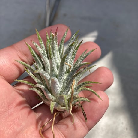 tillandsia | STORES