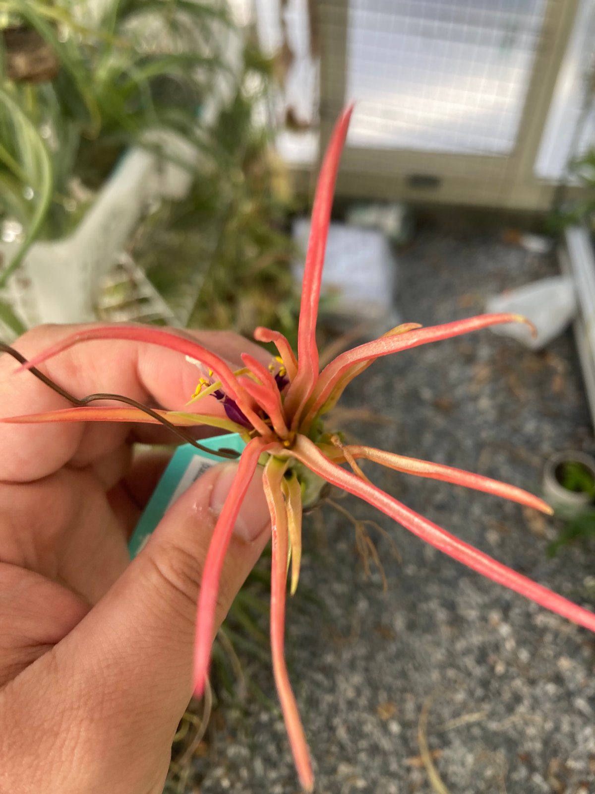 Ꭲ.Joel supreme (bulbosa x ionantha) 開花済み | 【Goo