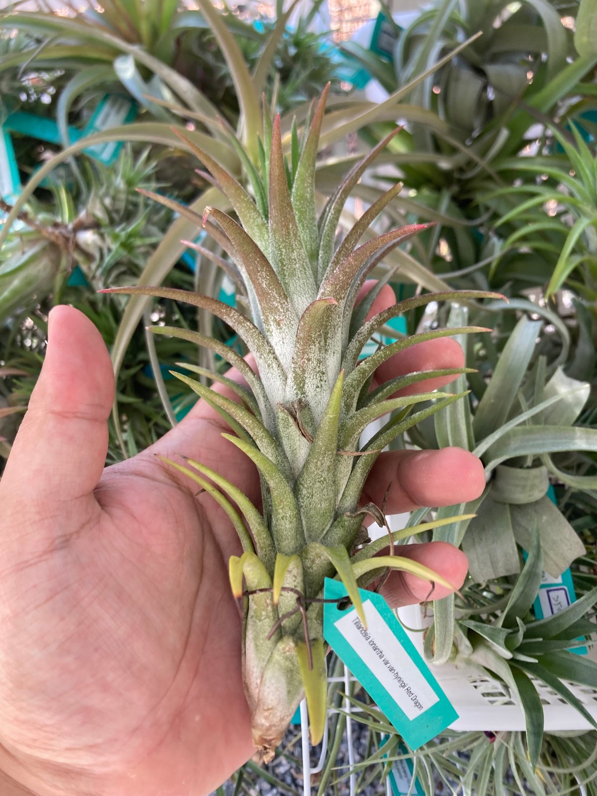 T.ionantha van-hyningii Minor YCB タグ有り T.ionantha van-hyningii Minor YCB タグ有り - メルカリ