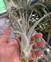 チランジア Pang Maralyn T.Pang Maralyn (xerographica×ionantha) | 【Good