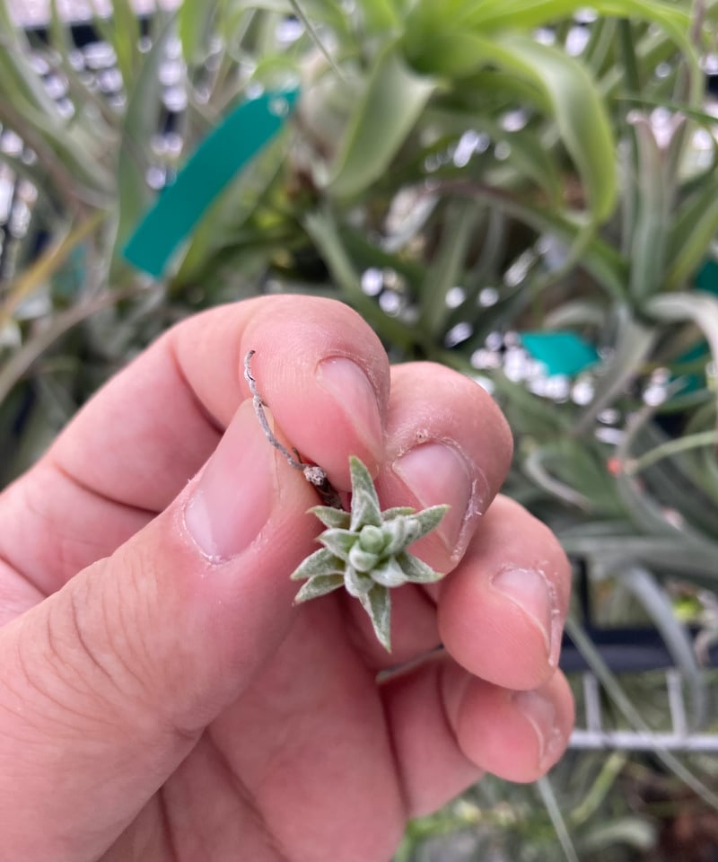 Ꭲ.ionantha ver. vanhyningii Minor | 【Good Field