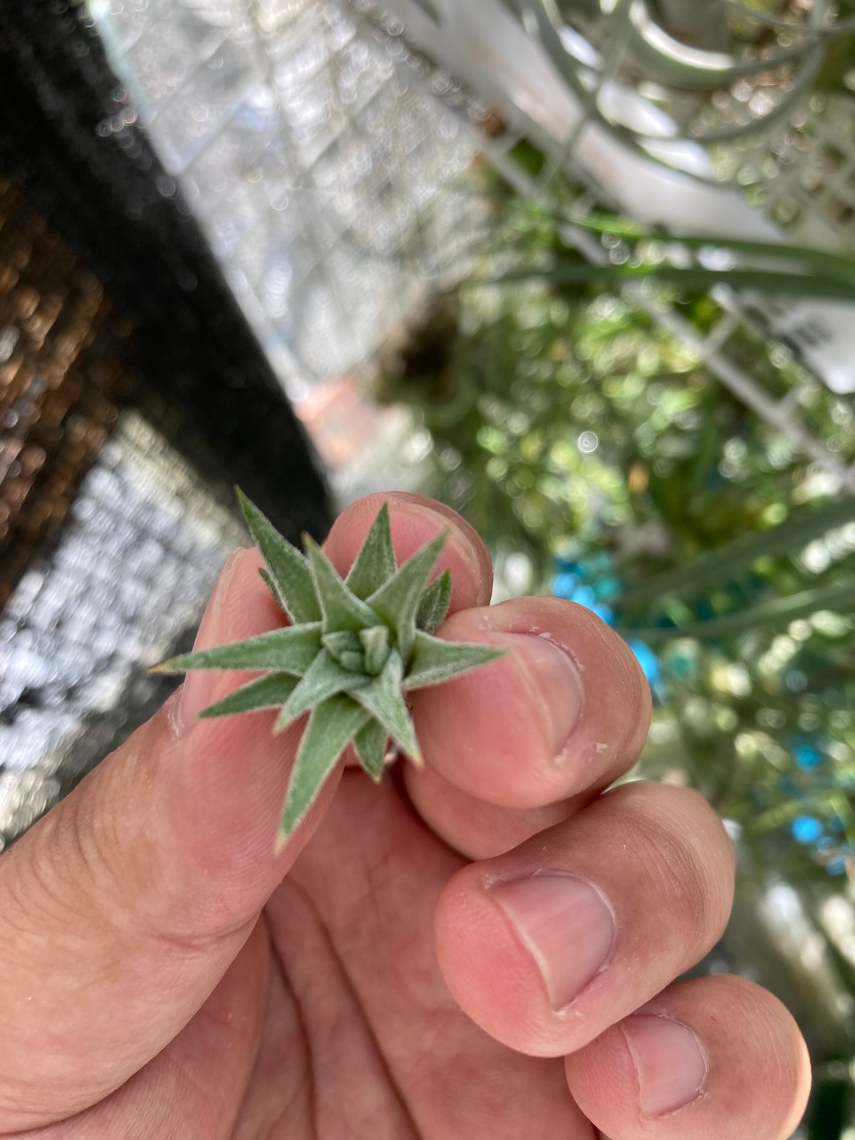 Ꭲ.ionantha ver. vanhyningii Minor | 【Good Field Ꭲ.ionantha ver. vanhyningii Minor | 【Good Field