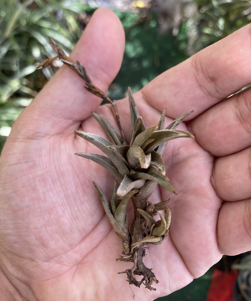 エアープランツ　ペイラノイ チランジア ペイラノイ Tillandsia peiranoi エアプランツ
