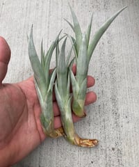 【送料無料】'Kraken'〔エアプランツ〕現品発送T5147 送料無料】'Kraken'〔エアプランツ〕現品発送T5147 送料無料】'Kraken