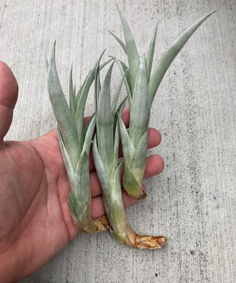 CATEGORY Tillandsia | 【Good Field】エアープランツ専門店