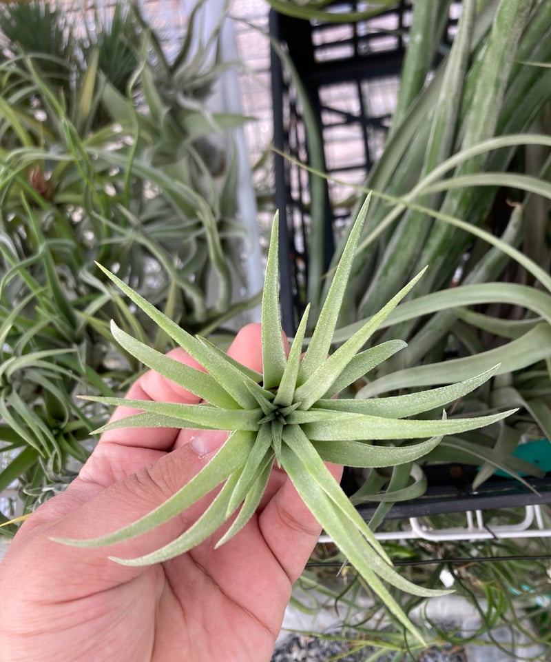 Ꭲ.streptophylla x Ꭲ.ionantha Ron | 【Good Field】