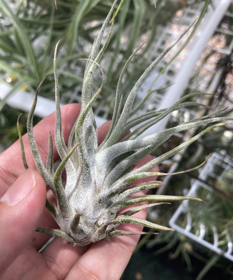 Ꭲ.Ty Fatso (ehlersiana × bulbosa) | 【Good Field