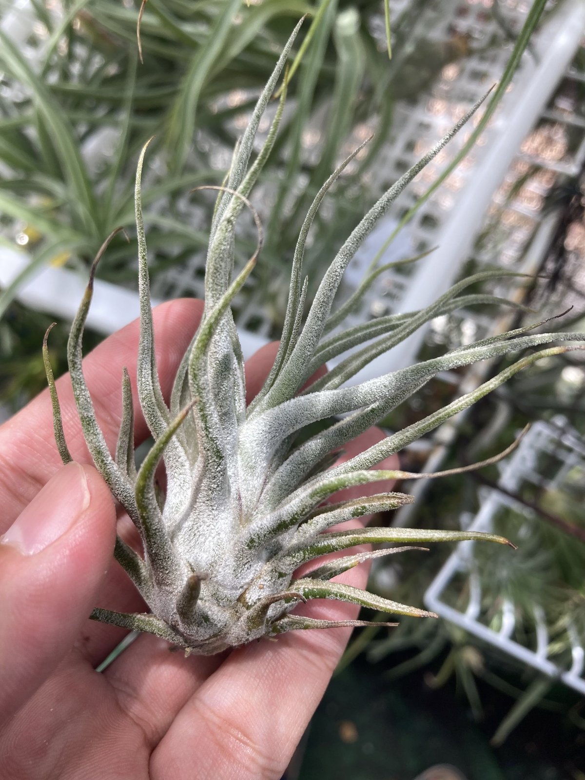 Ꭲ.Ty Fatso (ehlersiana × bulbosa) | 【Good Field