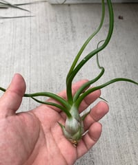 Ꭲ.bulbosa Gigante