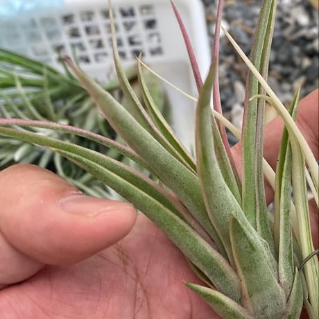 tillandsia | STORES
