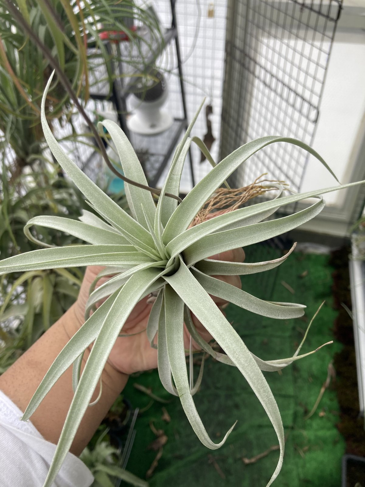 Ꭲ.xerographica × Ꭲ.harrisii (long big spike) |