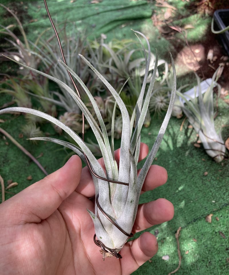 T.Kraken | 【Good Field】エアープランツ専門店