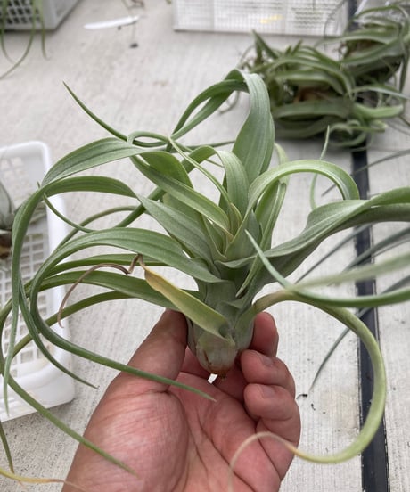 CATEGORY Tillandsia | 【Good Field】エアープランツ専門店