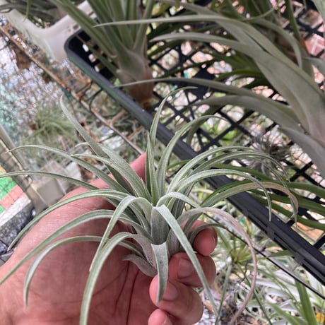 tillandsia | STORES