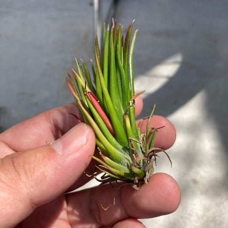 tillandsia | STORES