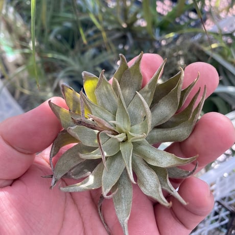 tillandsia | STORES