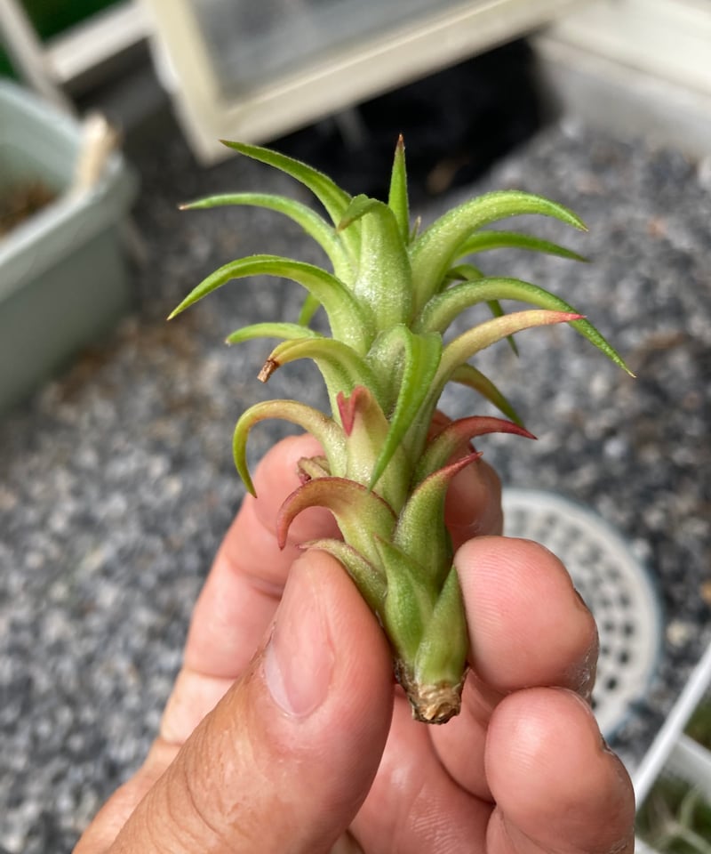 Ꭲ.Vanhyningii variegata | 【Good Field】エアープランツ専門店