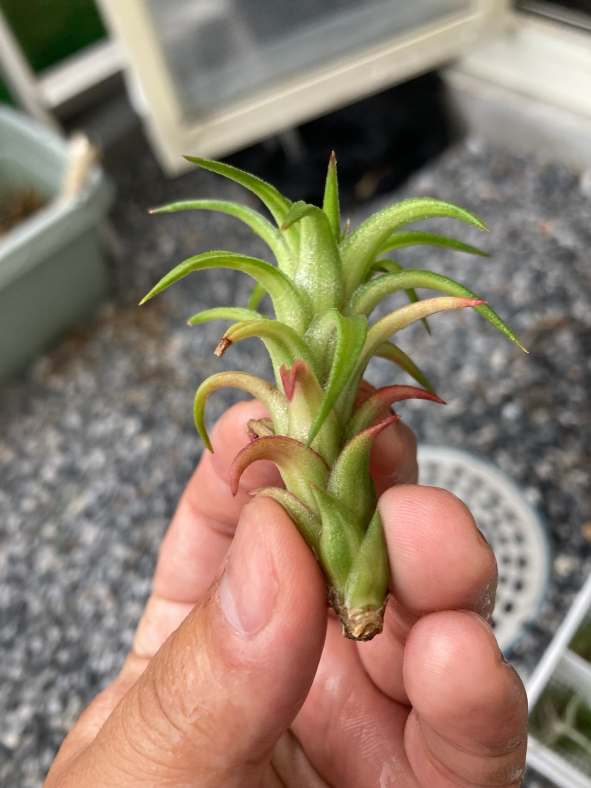 Ꭲ.Vanhyningii variegata | 【Good Field】エアープランツ専門店