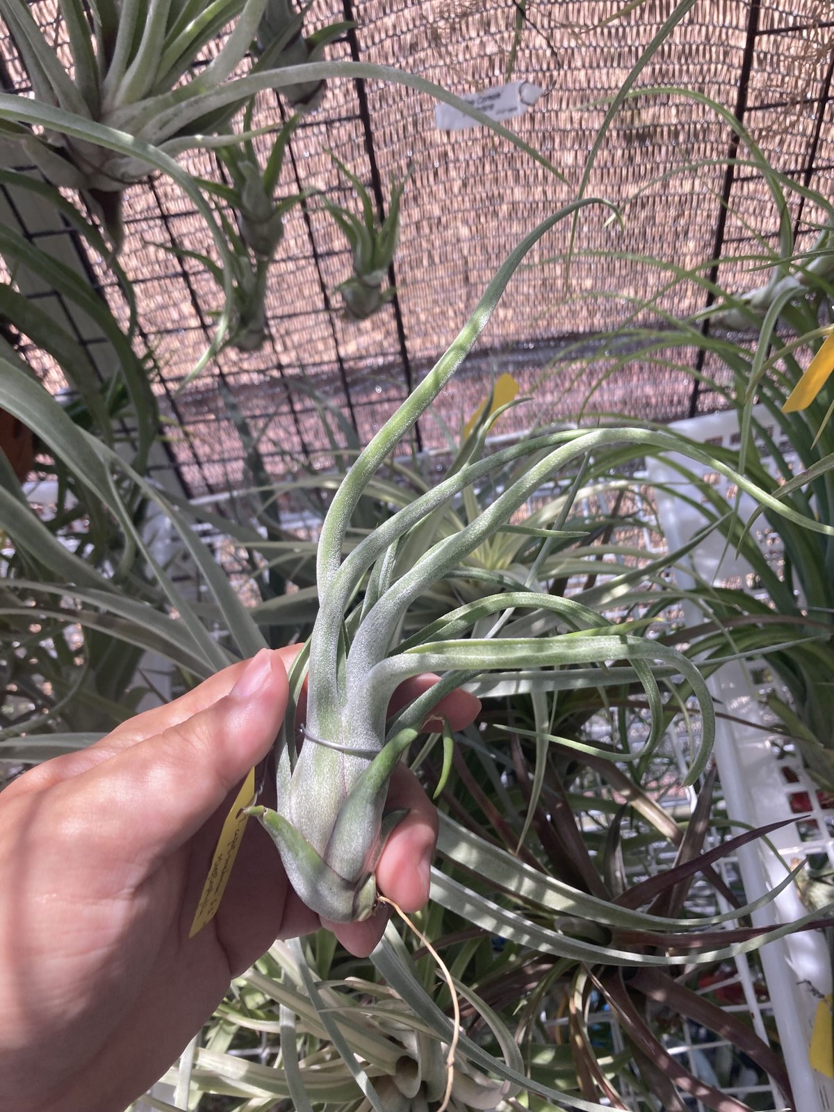 s*a様 T.caput-medusae 'Sonoran ' x T. Astrophytum caput-medusae - SABOSABO STORE