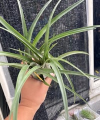 チランジア Awesome Amber チランジア ／ アウェサム アンバー (T.'Awesome Amber') | 常葉植物園