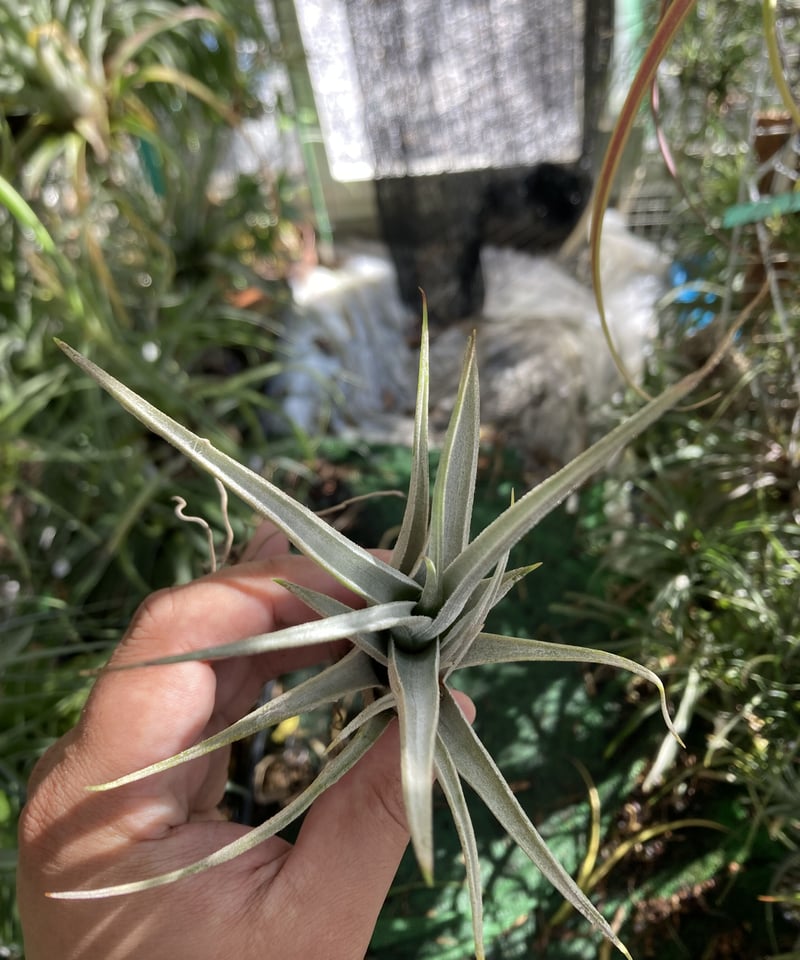 T.camargoensis | 【Good Field】エアープランツ専門店