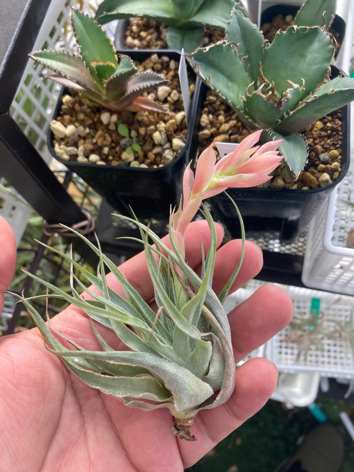 Tillandsia Roseiflora 速達発送 送料無料】roseiflora (花芽付き)〔エアプランツ〕現品発送T2825