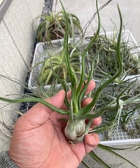 Ꭲ.Showtime (bulbosa × streptophylla)