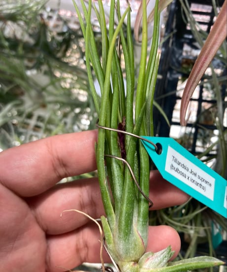 CATEGORY ionantha系 | 【Good Field】エアープランツ専門店