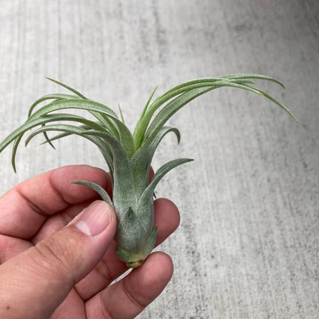 tillandsia | STORES