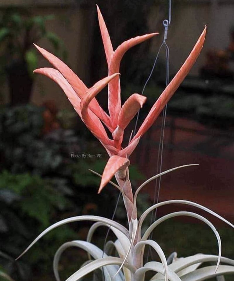Tillandsia xerographica x chiapensis multi bract #tillandsia