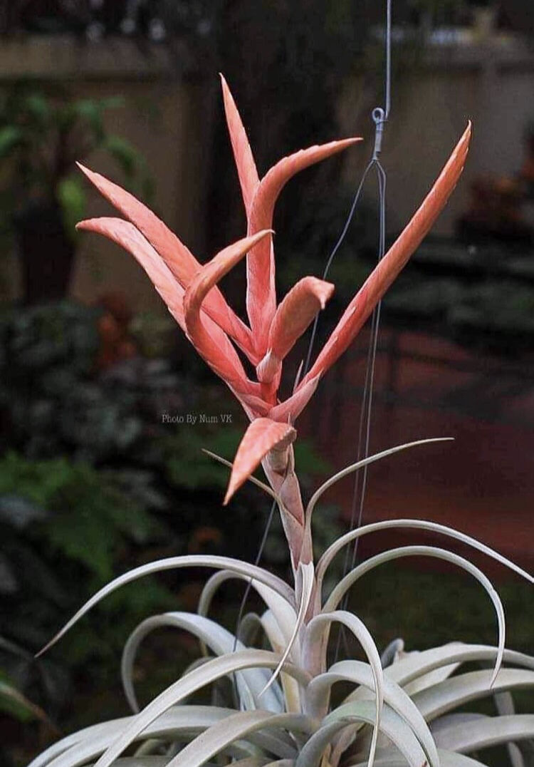 Ꭲ.xerographica x Ꭲ.chiapensis Red bract | 【Good