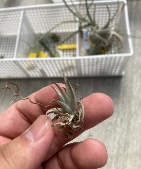 CATEGORY Tillandsia | 【Good Field】エアープランツ専門店