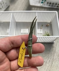 Ꭲ.xiphioides var. minor