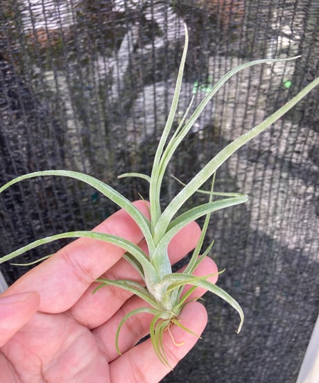 チランジア Awesome Amber チランジア ／ アウェサム アンバー (T.'Awesome Amber') | 常葉