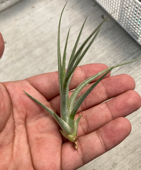 CATEGORY ionantha系 | 【Good Field】エアープランツ専門店