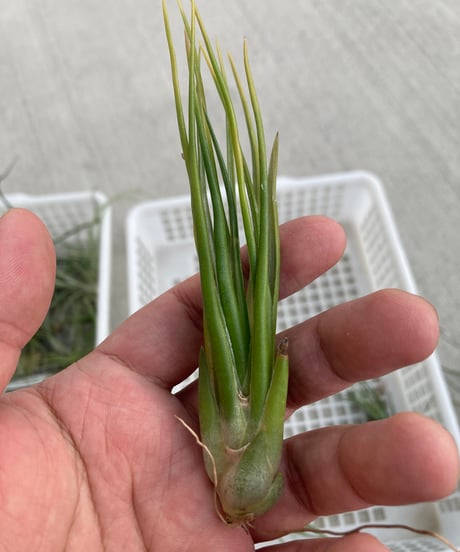 CATEGORY Tillandsia | 【Good Field】エアープランツ専門店